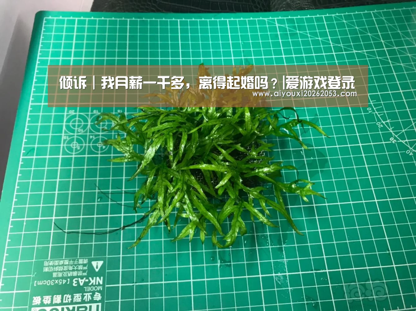 倾诉|我月薪一千多,离得起婚吗?|爱游戏登录(图4) 爱游戏体育